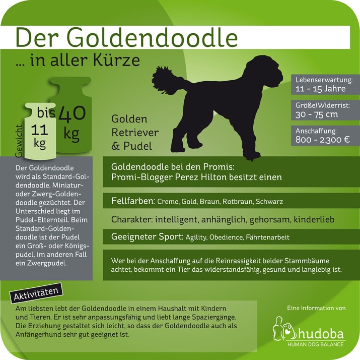 Infografik Goldendoodle... in aller Kürze - Wissenswerte und Interessante Fakten.
