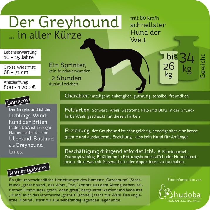 Infografik Greyhound ... in aller Kürze. Wissenswertes und Interessantes