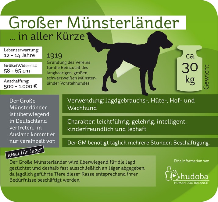 Infografik Großer Münsterländer ... in aller Kürze. Wissenswerte und Interessante Fakten