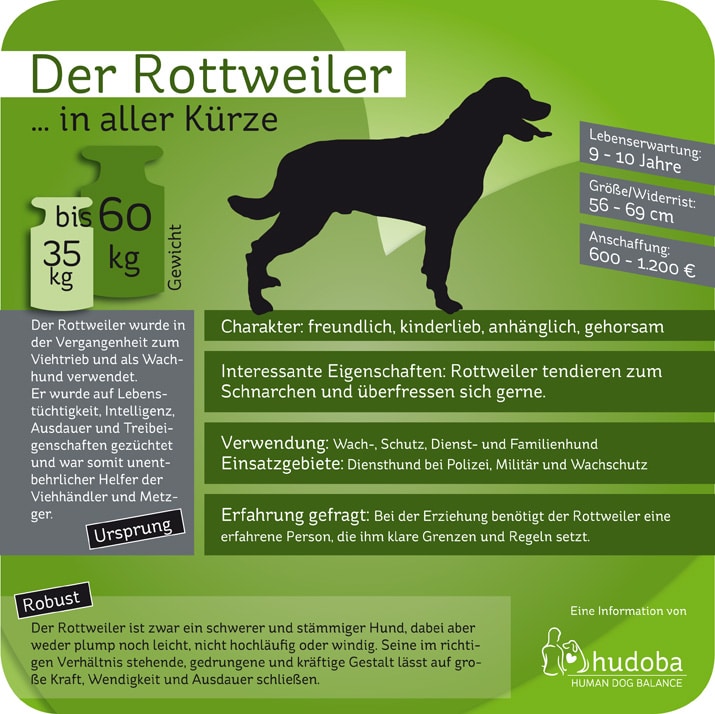 Infografik Rottweiler ... in aller Kürze - Wissenswerte und Interessante Fakten.