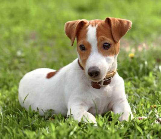 Hunderasse Jack Russel Terrier