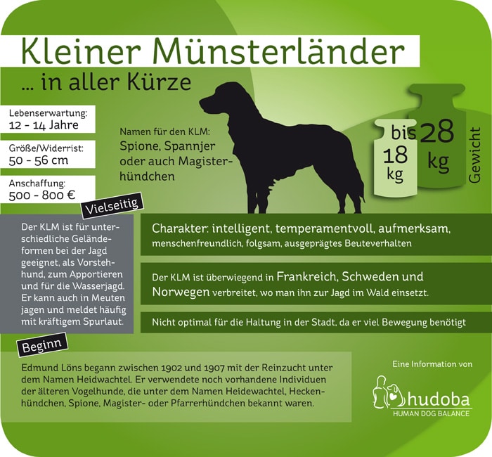 Infografik Kleiner Münsterländer ...in aller Kürze - Wichtige und Interessante Fakten