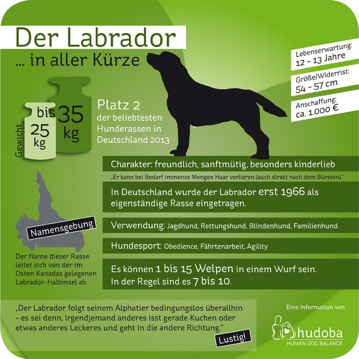 Labrador Retriever ... in aller Kürze: Wissenswertes und Interessantes