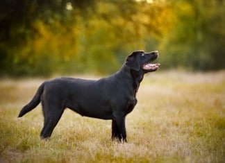 Hunderasse Labrador Retriever