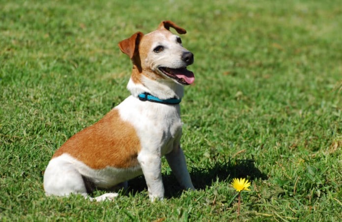Hunderasse Parson Russel Terrier