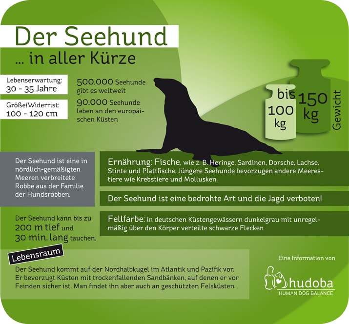 Infografik Seehund... in aller Kürze - Wissenswerte und Interessante Fakten