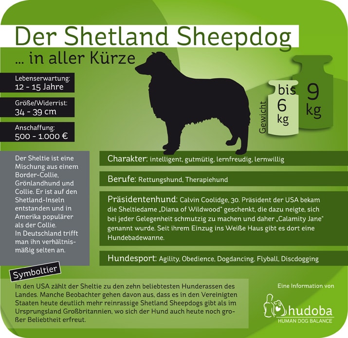 Infografik Shetland Sheepdog (Sheltie) ... in aller Kürze. Wissenswerte und interessante Fakten.