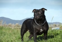 Staffordshire Bullterrier: Schwarzer Hund auf grüner Wiese vor Berghintergrund blickt nach vorne links.