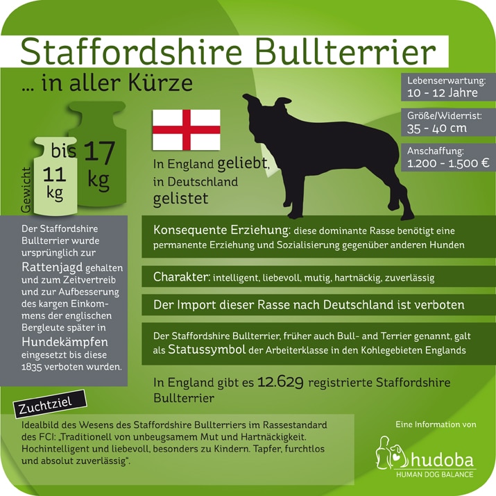 Infografik Staffordshire Bullterrier: Wissenswertes und Interessantes