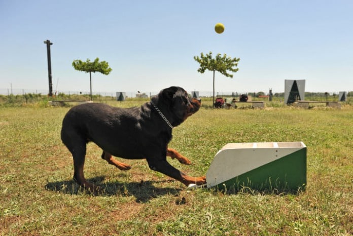 Flyball - ein Hund vor der Wurfmaschine