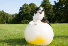 Treibball - Hundesport mit Gymnastikbällen