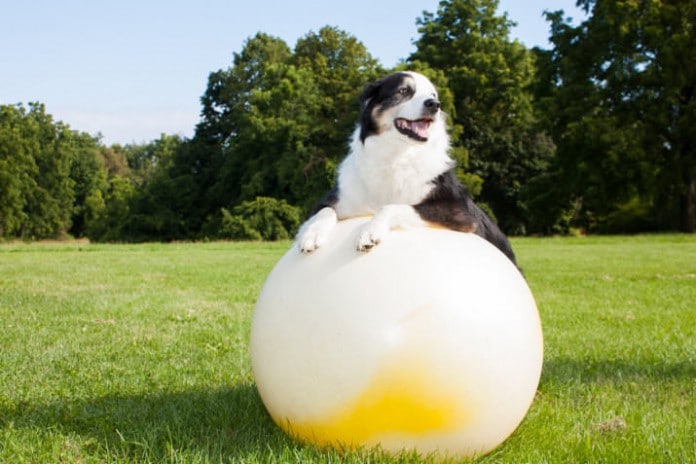 Treibball - Hundesport mit Gymnastikbällen