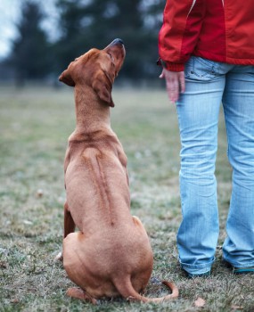Ein Hund beim Obedience - jedes Kommando wird beachtet.