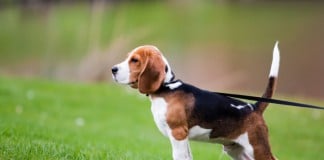 Mantrailing Beagle: Auf geht's!