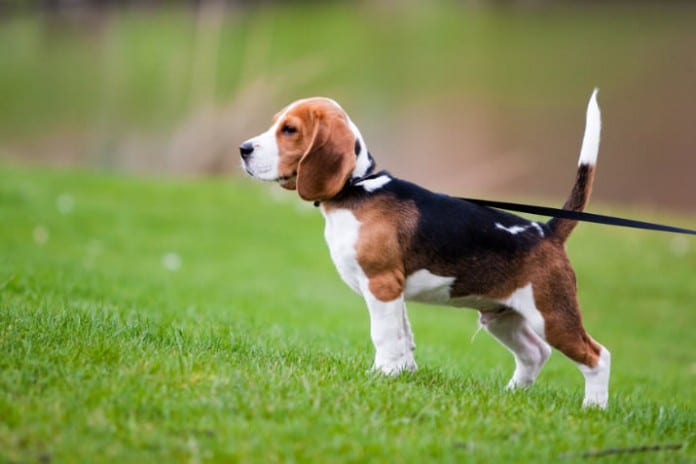 Mantrailing Beagle: Auf geht's!