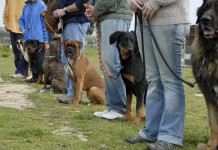 Obedience: Mehrere Hunde und Halter präsentieren sich