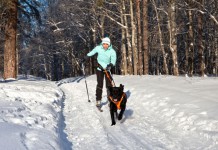 Skijöring - Hund zieht Skier