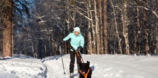 Skijöring - Hund zieht Skier