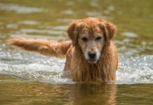 Hundesport Wasserarbeit