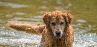 Hundesport Wasserarbeit