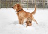 Winter-Olympiade für Hunde veranstalten