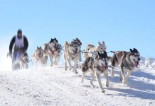 Yukon Quest Hundeschlittenrennen