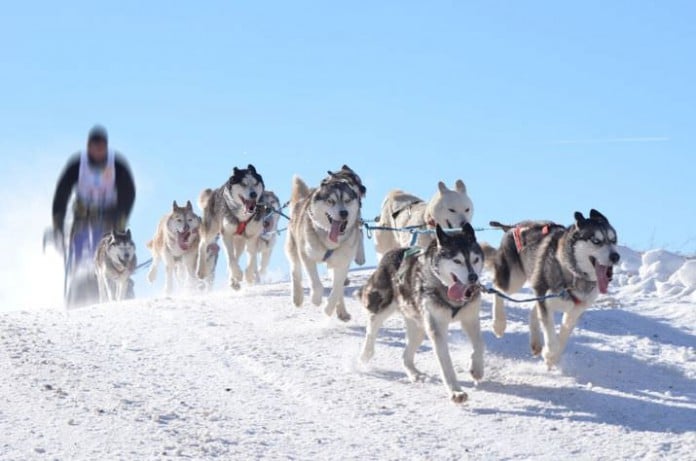 Yukon Quest Hundeschlittenrennen