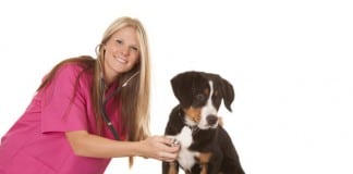 Krankenversicherung für den Hund