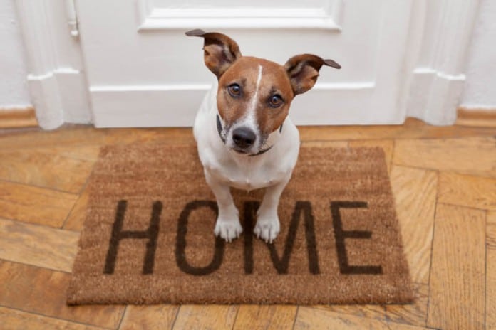 Wann muss der Vermieter den Hund in der Wohnung erlauben?