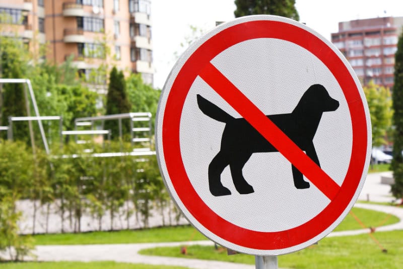 Hund in Wohnung verbieten