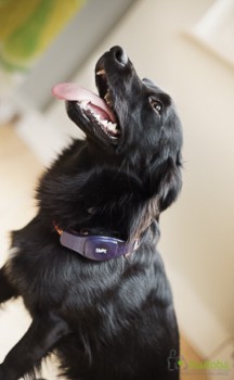 Hund Kalle mit GPS Tracker