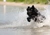 Badeseen: Ein schwarzer Hund stürmt ins aufspritzende Wasser