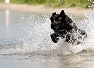 Badeseen: Ein schwarzer Hund stürmt ins aufspritzende Wasser