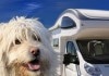 Camping mit Hund: Weißer Hundekopf vor Wohnmobil und blauem Himmel.