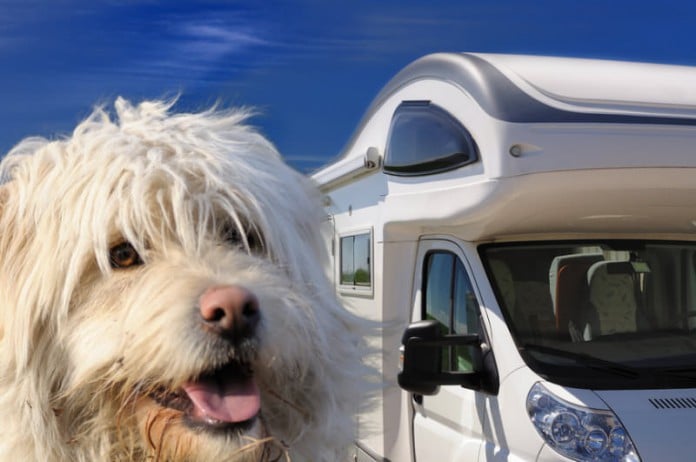 Camping mit Hund: Weißer Hundekopf vor Wohnmobil und blauem Himmel.