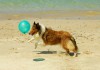 Ferienangebote für Hunde - nicht nur am Strand