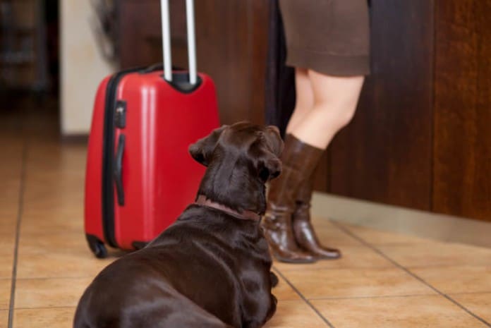 Ein Hund wartet an der Rezeption des Hotels, während Frauchen mit ihrem Trolley eincheckt.