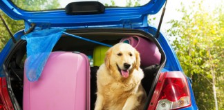 Einreisebestimmungen für Hunde - dein Hund ist nicht einfach normales Gepäck