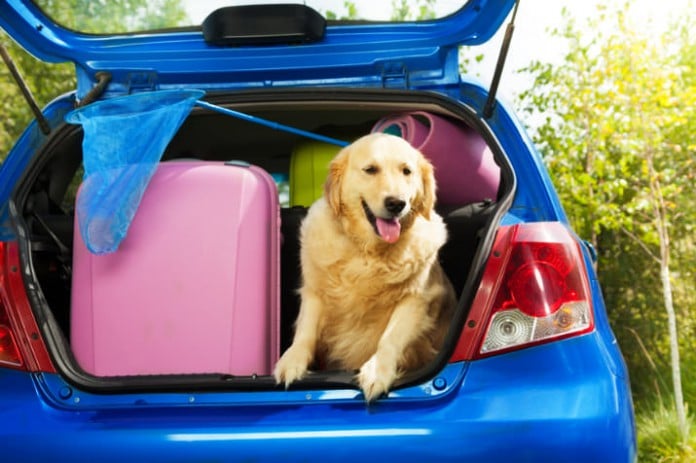 Einreisebestimmungen für Hunde - dein Hund ist nicht einfach normales Gepäck