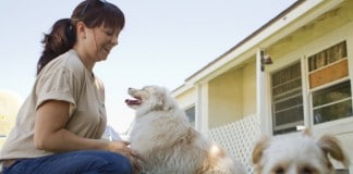 Hundepension: Eine Pensionsangestellte spielt mit zwei weißen Hunden, Pension im Hintergrund