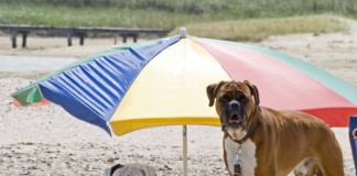 So hat auch dein Hund Spaß am Strand: Zwei Hunde relaxen unter einem bunten Sonnenschirm