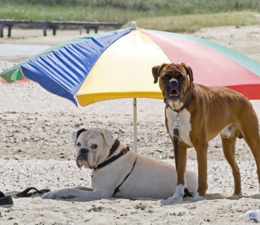 So hat auch dein Hund Spaß am Strand: Zwei Hunde relaxen unter einem bunten Sonnenschirm
