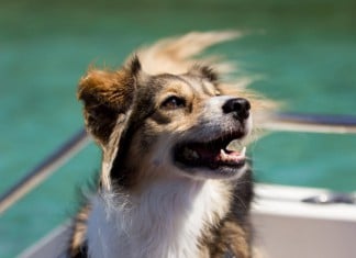 Schiffsreise mit Hund (Fährfahrt)