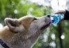 7 Tipps für den Sommer: Ein Hund muss genug Wasser bekommen wie hier mit einer Wasserflasche