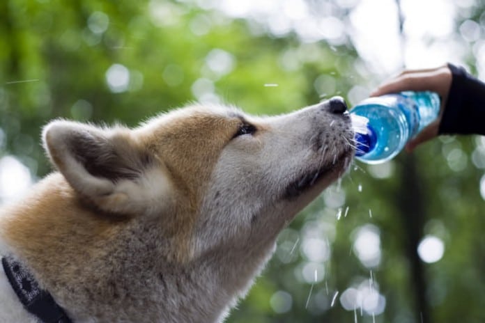 7 Tipps für den Sommer: Ein Hund muss genug Wasser bekommen wie hier mit einer Wasserflasche