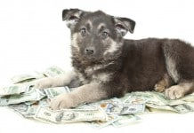 Ein Hund sitzt auf einem Haufen Geldscheine