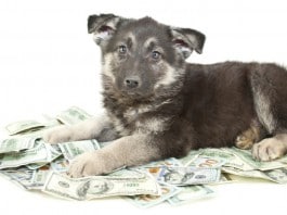 Ein Hund sitzt auf einem Haufen Geldscheine