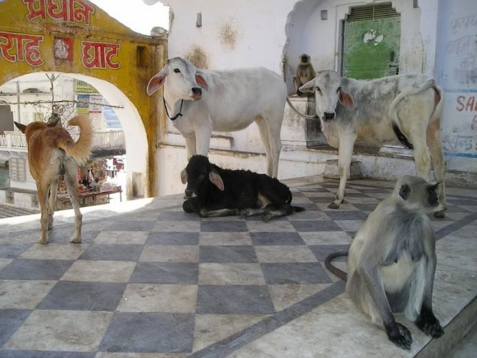 Hund, Kühe und Affe in einem indischen Tempel