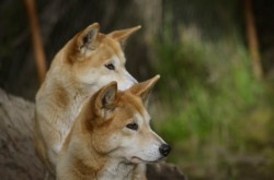 Australische Hunderasse: Der Dingo