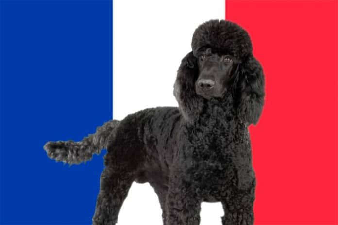 Hunde in Frankreich